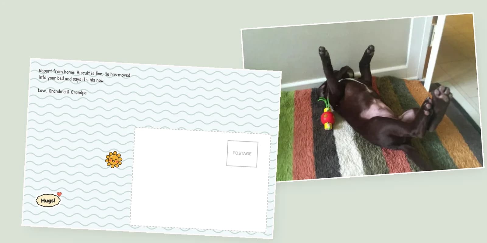 Funny camp letters to grandchildren on a photo postcard: a wavy back reading Report from home, Biscuit has moved into your bed, beside a front photo of a puppy asleep belly-up on a striped rug