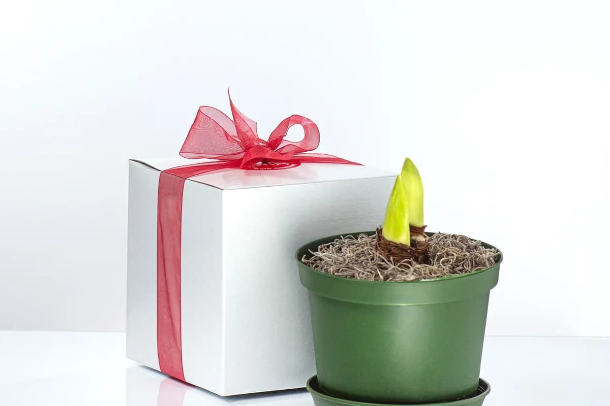 A potted amaryllis bulb topped with moss beside a white gift box tied with a red ribbon