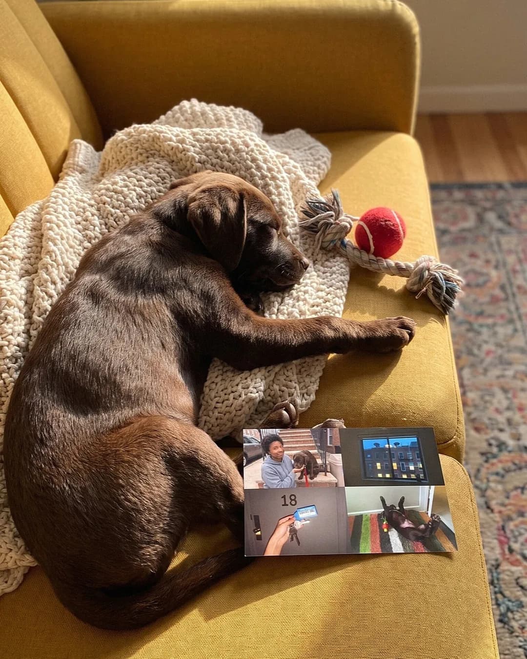 A puppy asleep on a yellow couch next to a photo postcard