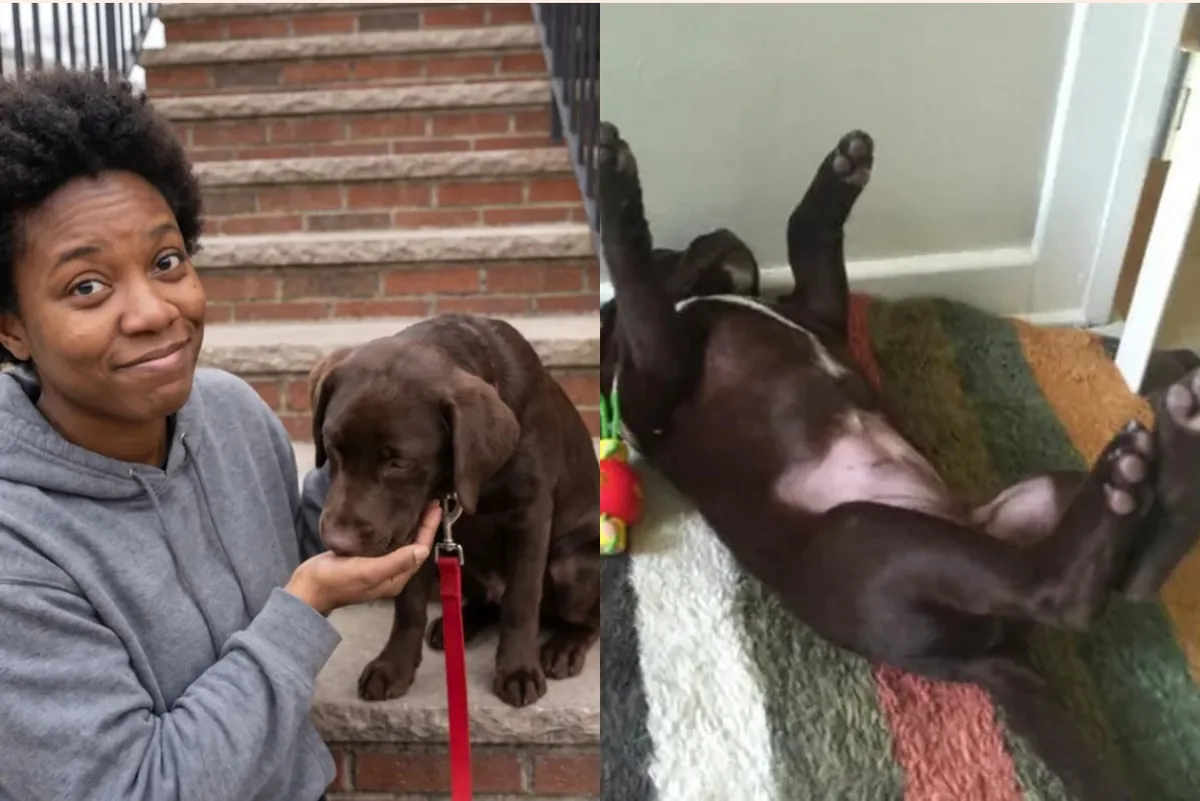 Card front with two photos: a woman with a chocolate lab puppy on brick steps, and the same puppy asleep on its back on a striped rug