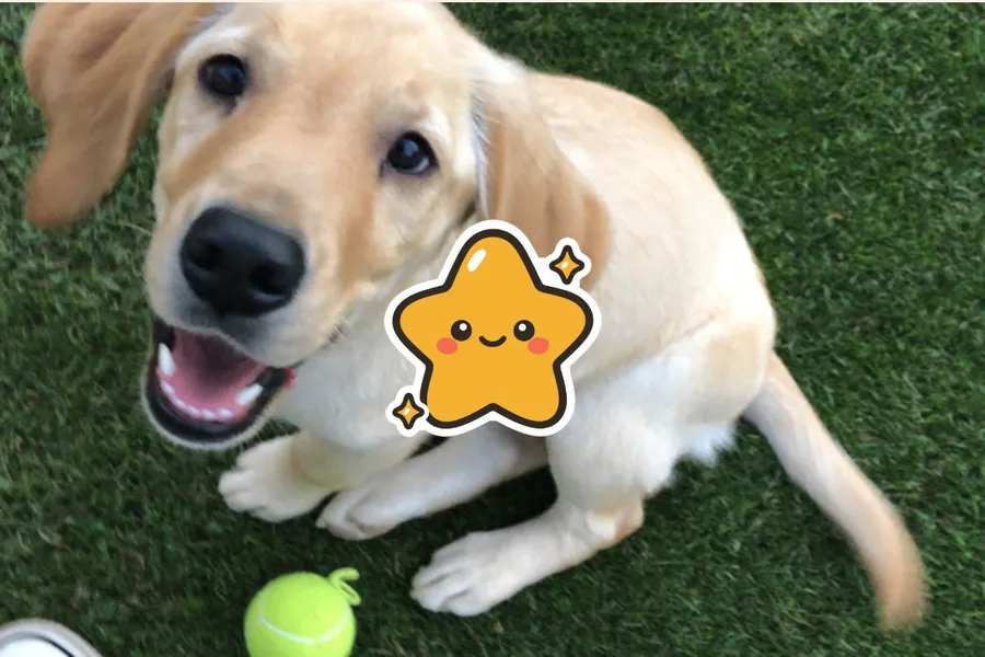 Postcard front with one photo of a yellow Lab puppy holding a tennis ball on grass, with a gold star sticker