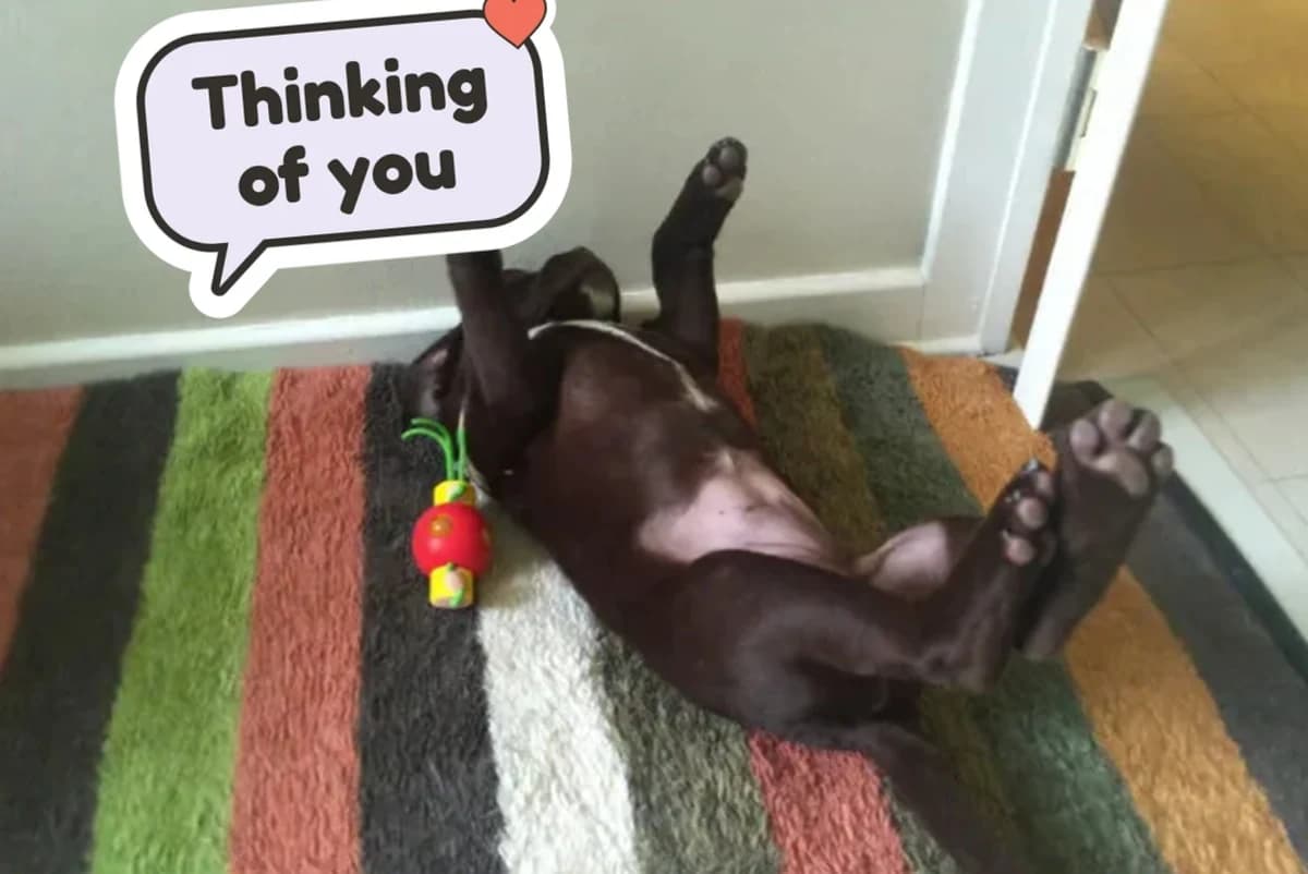Card front with one photo of a brown dog rolling on its back on a striped rug, with a Thinking of you speech-bubble sticker